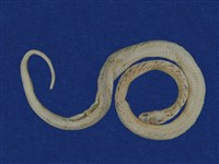 藏品(茶斑蛇)的圖片